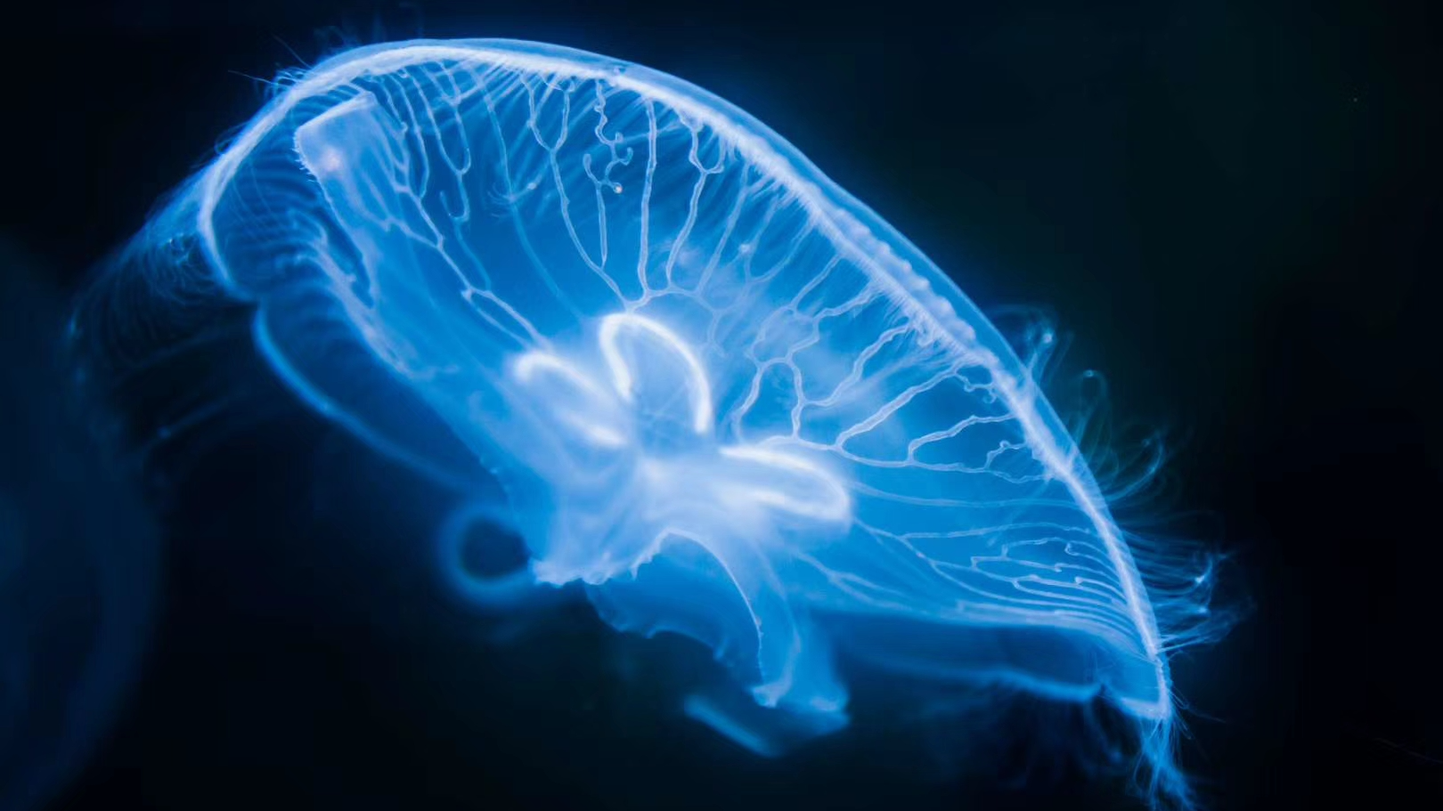 海月水母属于什么动物门?