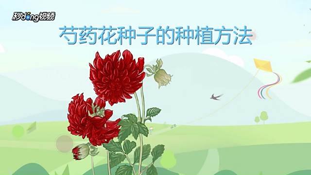 牡丹的栽培方法 百度经验 牡丹的栽培方法 百度经验